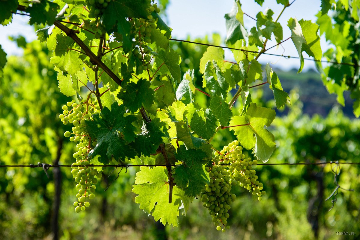 01_San Quirico In Collina TP7_0698.jpg - San Quirico In Collina